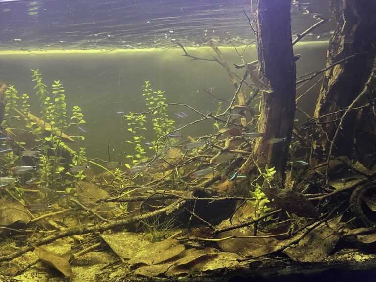 委内瑞拉奥里诺科河流域原生缸造景 22年31名