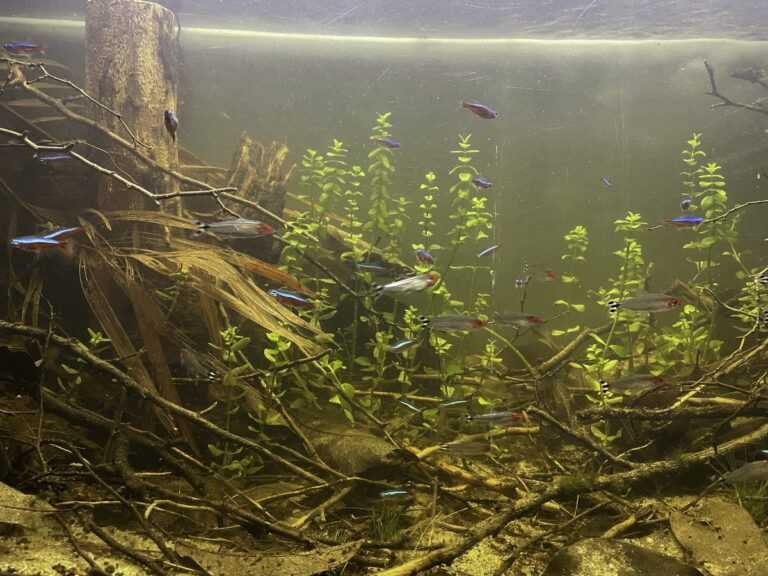 委内瑞拉奥里诺科河流域原生缸造景 22年31名