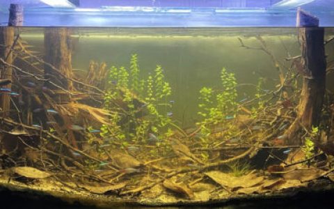 委内瑞拉奥里诺科河流域原生缸造景 22年31名