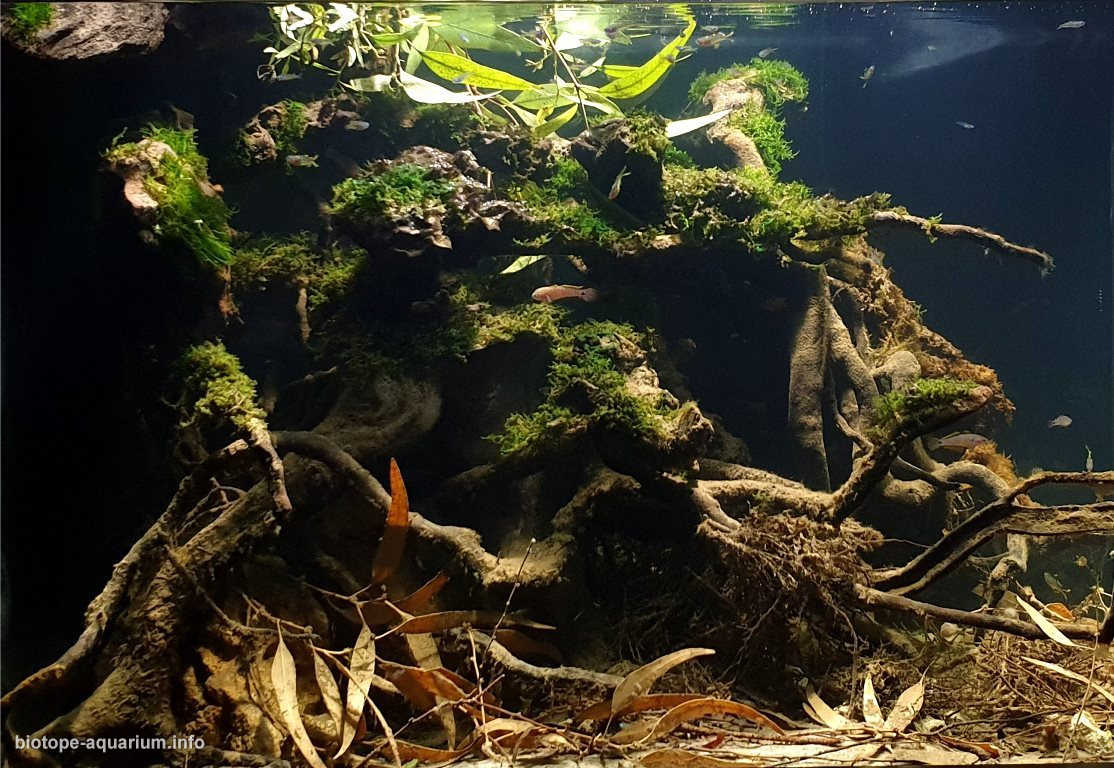 巴布亚新几内亚夸吉拉河河口原生缸造景 22年36名
