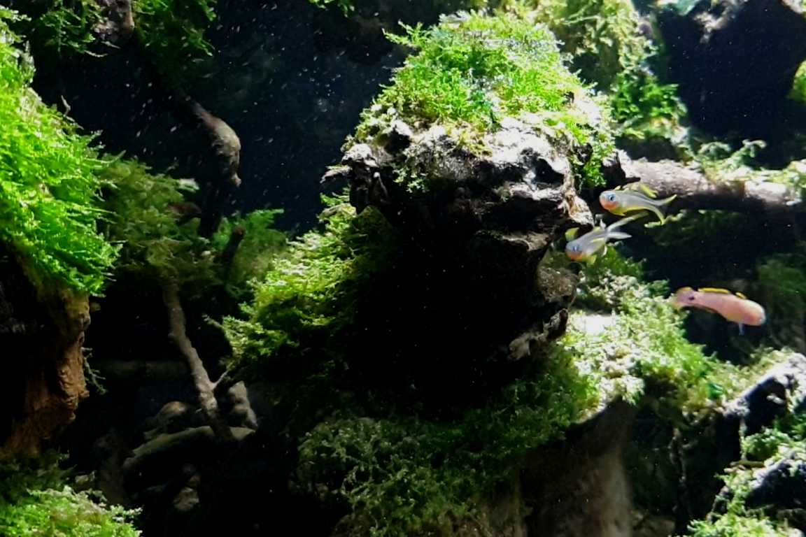 巴布亚新几内亚夸吉拉河河口原生缸造景 22年36名