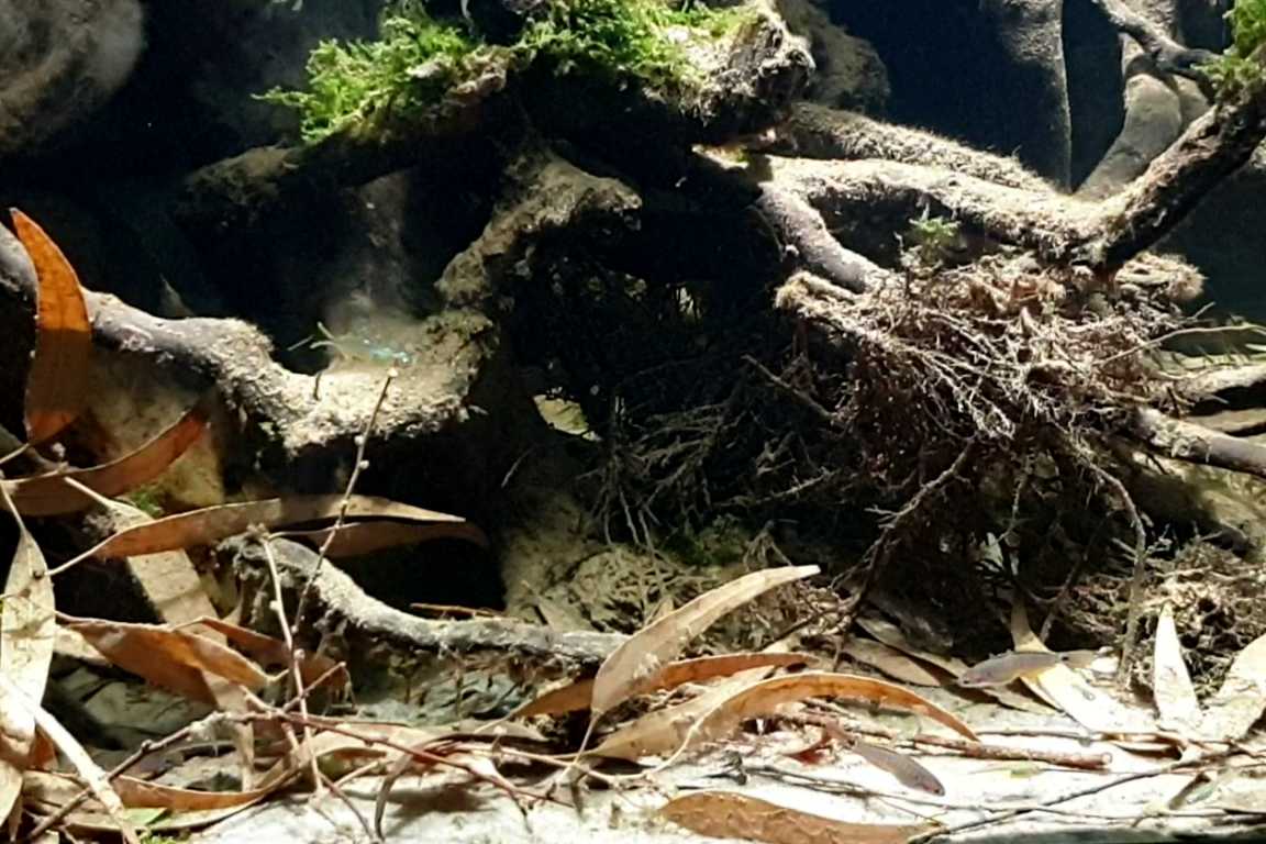 巴布亚新几内亚夸吉拉河河口原生缸造景 22年36名