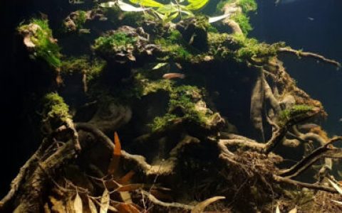 巴布亚新几内亚夸吉拉河河口原生缸造景 22年36名