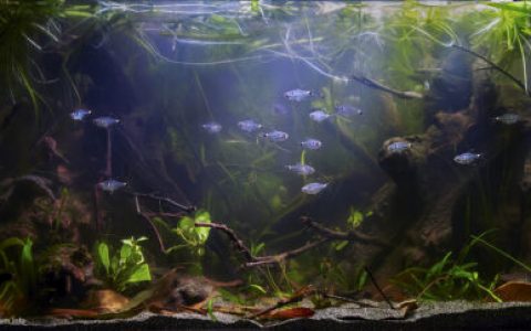 巴西皮安科河回水区原生缸造景 22年37名