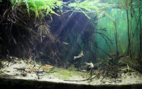 广东从化无名沼泽的清晨原生缸造景 22年第4名