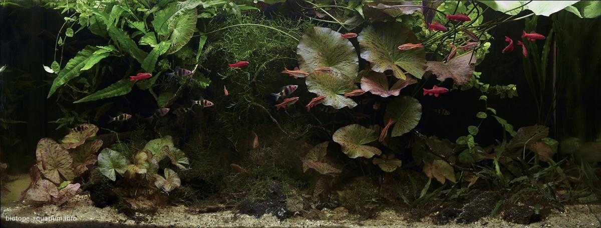斯里兰卡尼瓦拉河流域的森林溪流原生缸造景 22年42名