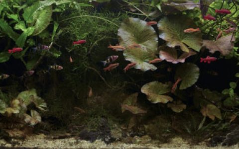 斯里兰卡尼瓦拉河流域的森林溪流原生缸造景 22年42名