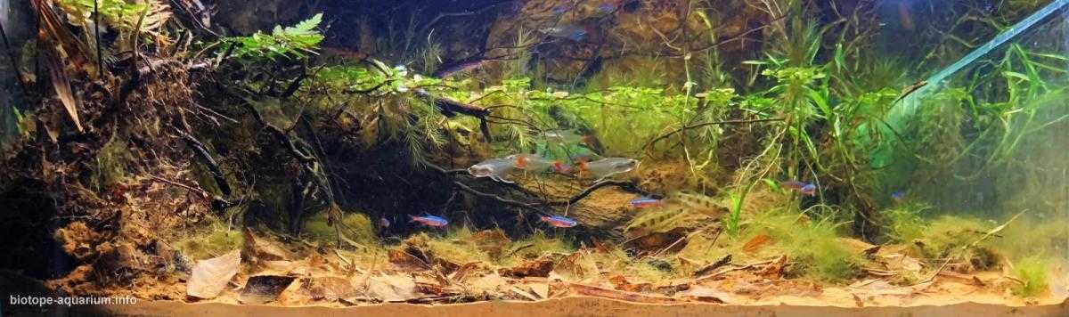 巴西巴瑟洛斯附近的内格罗河支流原生缸造景 22年44名