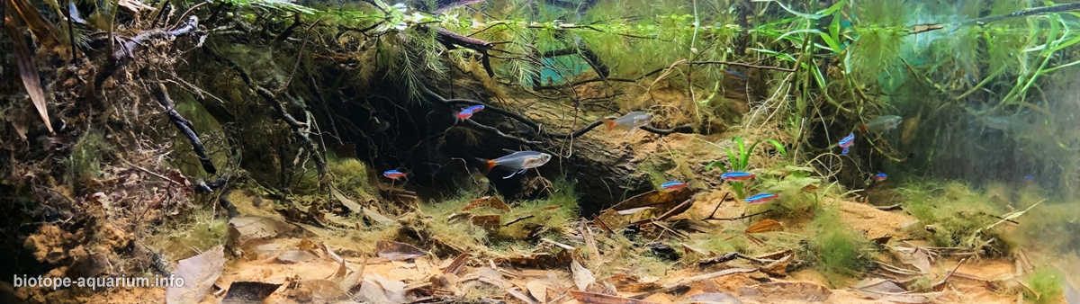 巴西巴瑟洛斯附近的内格罗河支流原生缸造景 22年44名