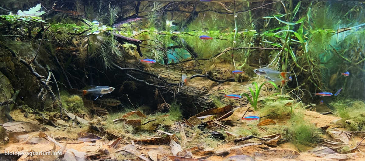 巴西巴瑟洛斯附近的内格罗河支流原生缸造景 22年44名