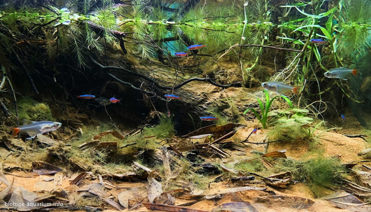 巴西巴瑟洛斯附近的内格罗河支流原生缸造景 22年44名