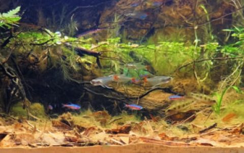 巴西巴瑟洛斯附近的内格罗河支流原生缸造景 22年44名