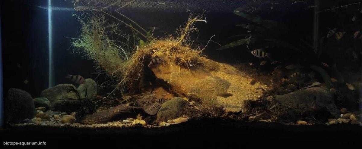 斯里兰卡因吉里亚卡卢河支流濒危物种栖息地原生缸造景 22年45名