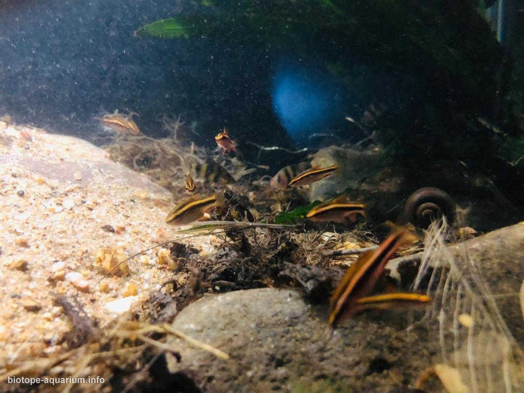 斯里兰卡因吉里亚卡卢河支流濒危物种栖息地原生缸造景 22年45名