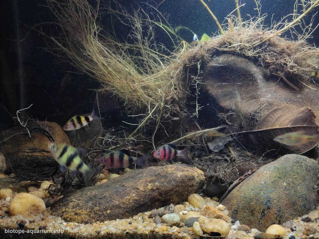 斯里兰卡因吉里亚卡卢河支流濒危物种栖息地原生缸造景 22年45名