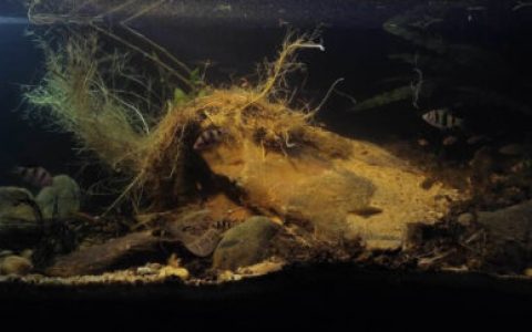 斯里兰卡因吉里亚卡卢河支流濒危物种栖息地原生缸造景 22年45名