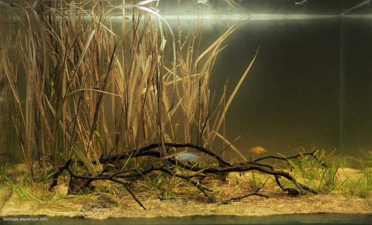 阿根廷巴拉那河丰盛的水草草地原生缸造景 22年46名