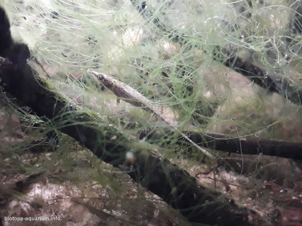 缅甸克钦邦因多吉湖被淹没的浅水边缘原生缸造景22年52名