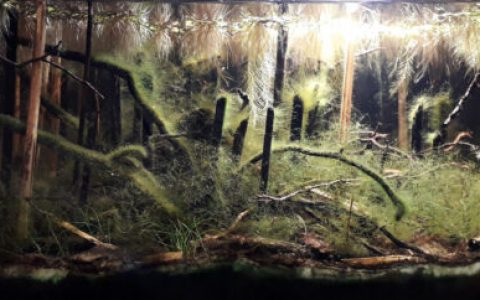 缅甸克钦邦因多吉湖被淹没的浅水边缘原生缸造景22年52名
