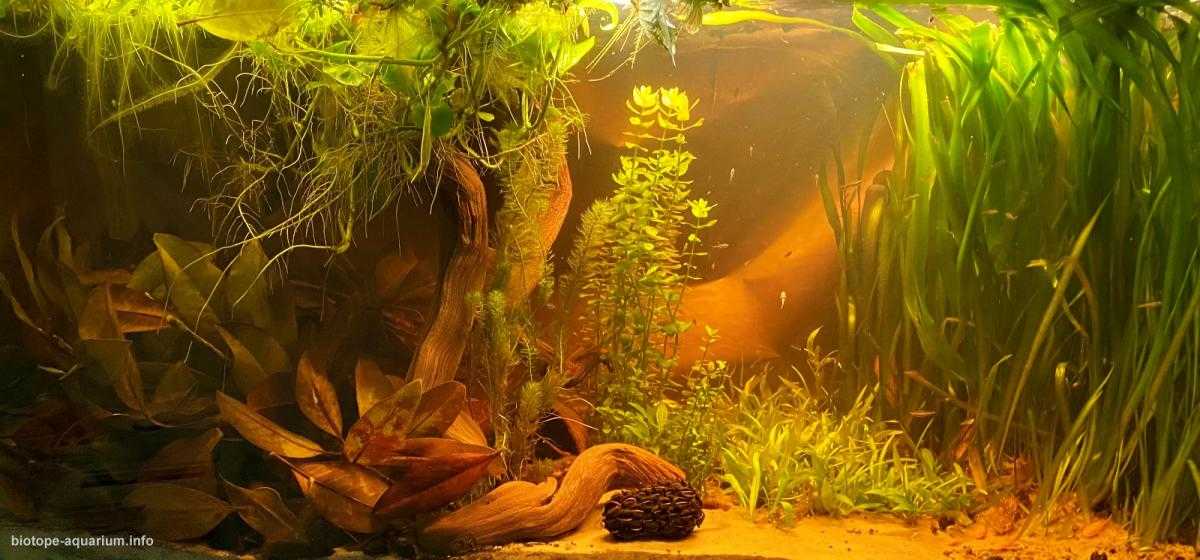 玻利维亚旱季时倒下的树枝穿过晨光原生缸造景 22年53名