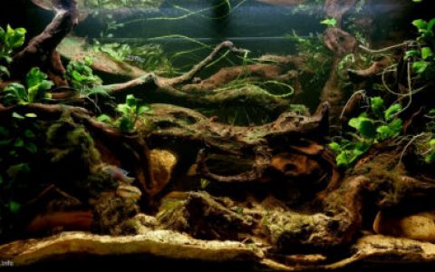 科纳克里以北弗里亚镇附近的福托河原生缸造景 22年58名