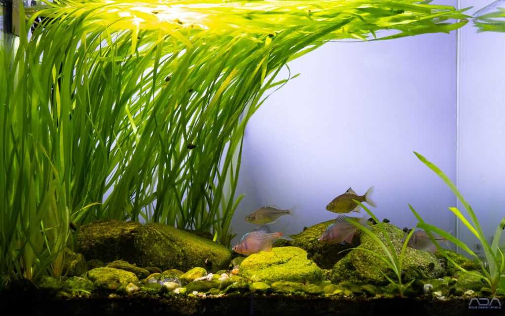 洛东江支流一条溪流原生缸造景 22年60名