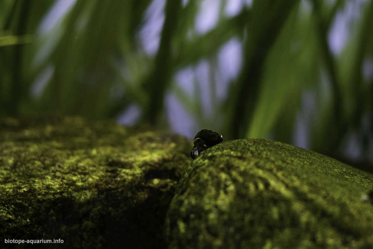 洛东江支流一条溪流原生缸造景 22年60名