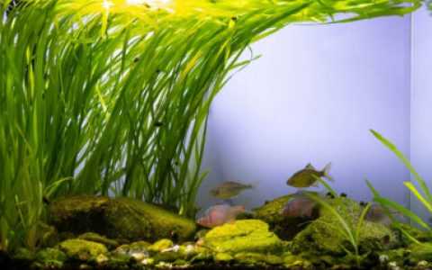 洛东江支流一条溪流原生缸造景 22年60名