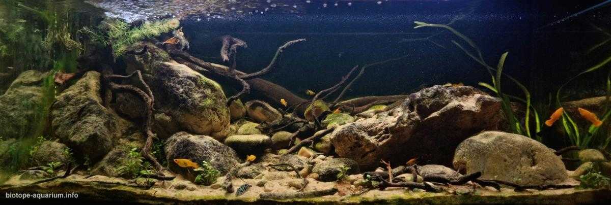 尼加拉瓜湖附近圣胡安河流域 原生缸造景 22年61名