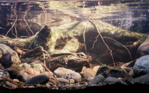 印尼 Hlimun 山南侧的丛林溪流原生缸造景 22年第7名