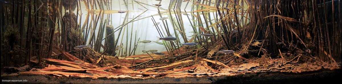 波兰奥得河牛轭湖原生缸造景 22年第8名
