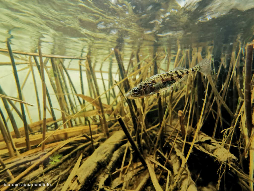 波兰奥得河牛轭湖原生缸造景 22年第8名