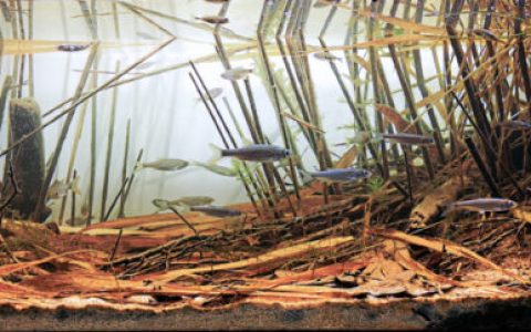 波兰奥得河牛轭湖原生缸造景 22年第8名
