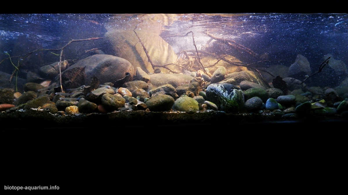 印尼哈利蒙山南侧急流溪流原生缸造景 22年第9名