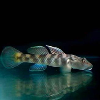 褐吻虾虎鱼