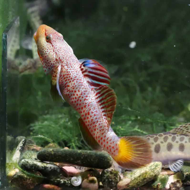 星条旗吻虾虎鱼