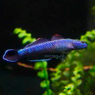 紫身枝桠虾虎鱼