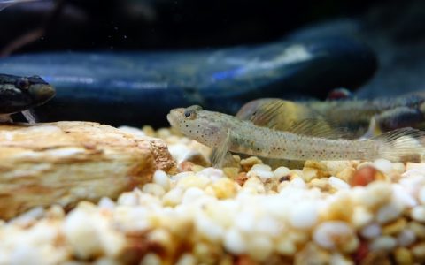 雀斑吻虾虎鱼