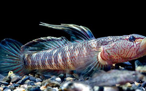 丝鳍吻虾虎鱼