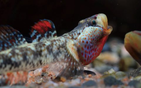 湘西吻虾虎鱼