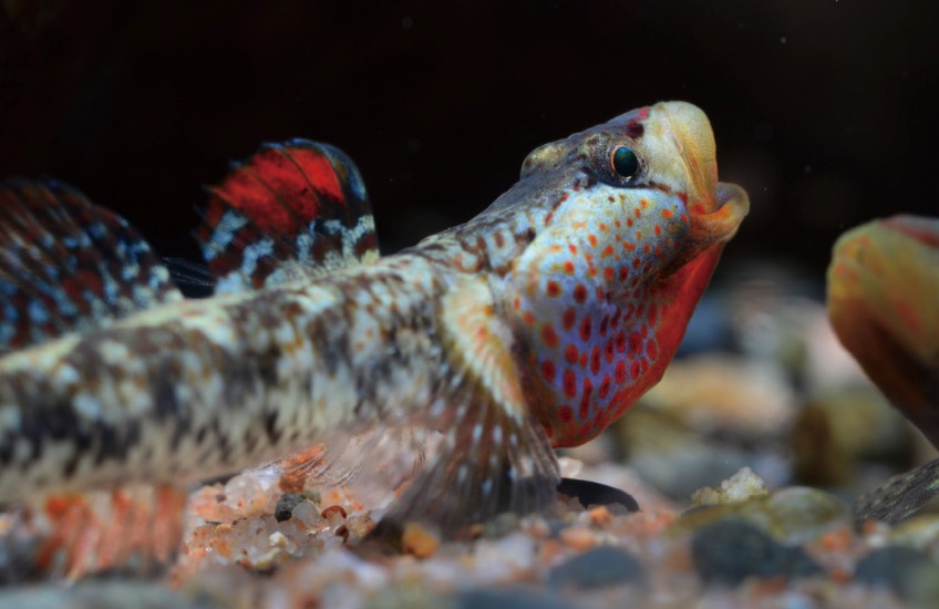 湘西吻虾虎鱼
