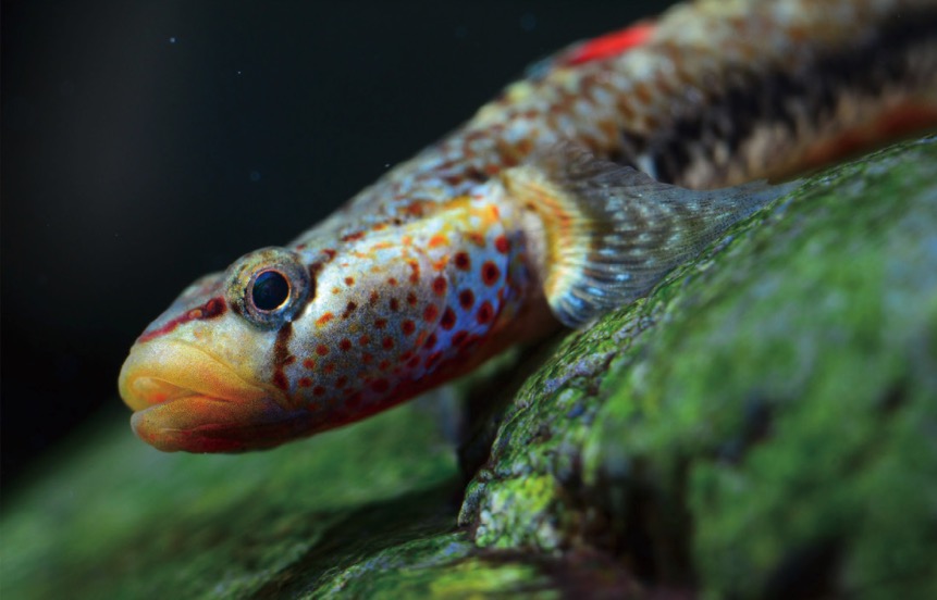 湘西吻虾虎鱼