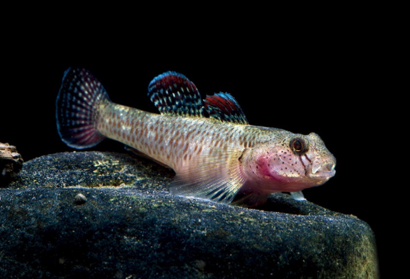瑶山吻虾虎鱼