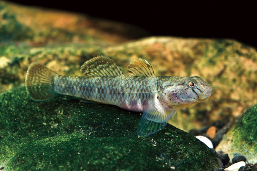 瑶山吻虾虎鱼