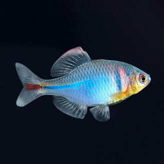 高体鳑鲏鱼