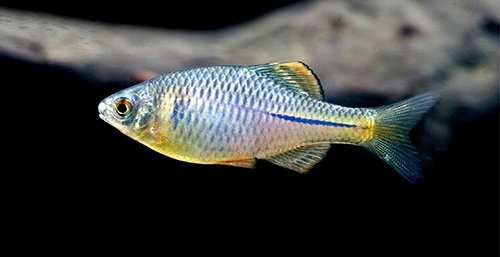 石台鳑鲏