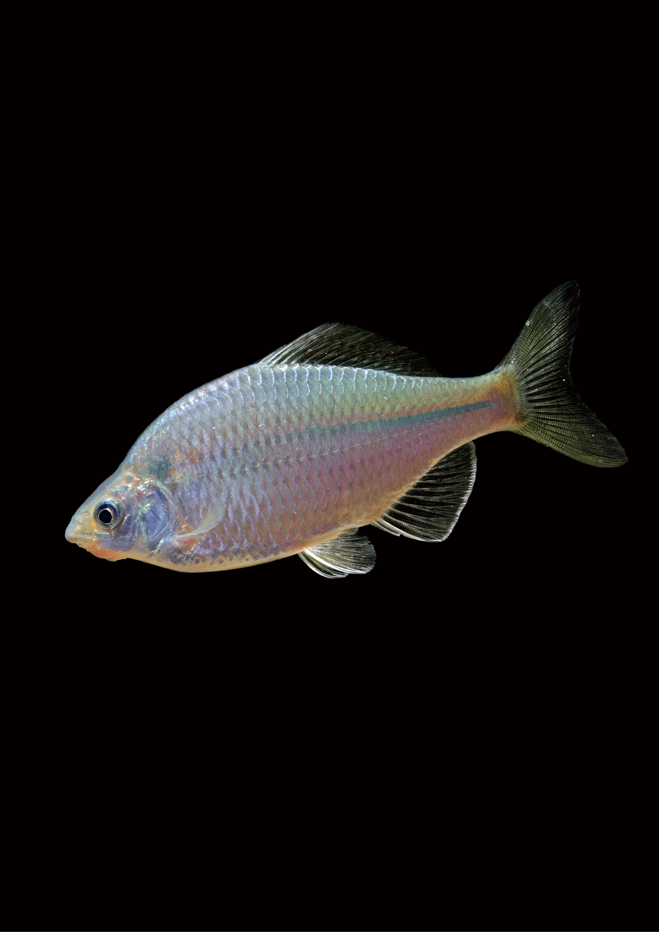 斜方鱊