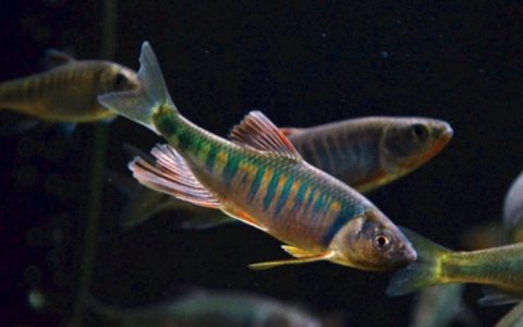 长鳍马口鱲鱼
