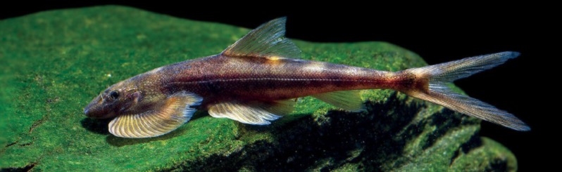 中华金沙鳅 Jinshaia sinensis