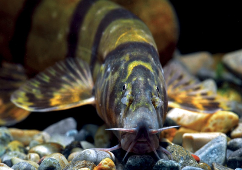 长薄鳅 Leptobotia elongata